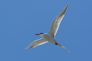 Forster's Tern in Texas USA