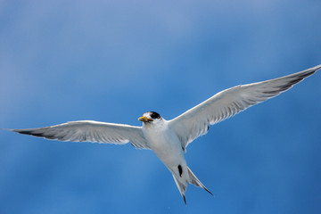 Greater Crested Tern in Australia