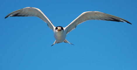 Obraz premium Greater Crested Tern in Australia