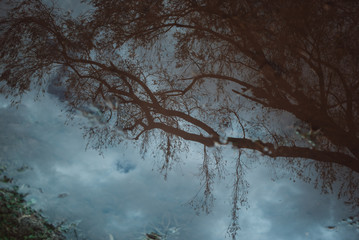 Fototapeta premium tree in the fog