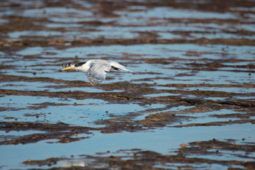 Greater Crested Tern in Australia