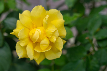 Obraz premium Photo of a yellow rose growing in the garden on a background of green foliage