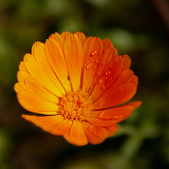 Marigold flower with dewdrops is brightly orange and beautiful.