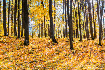 Colorful trees and leaves in autumn park on a sunny day