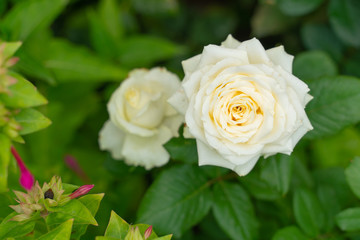 Photo of a white rose growing in the garden on a background of green foliage