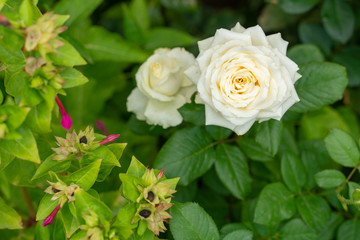 Photo of a white rose growing in the garden on a background of green foliage