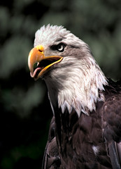 Our National Bird