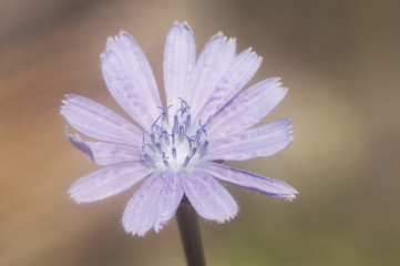 Fototapeta premium Cichorium intybus chicory or succory beautiful intense and clear blue flower of this edible plant used as a coffee substitute