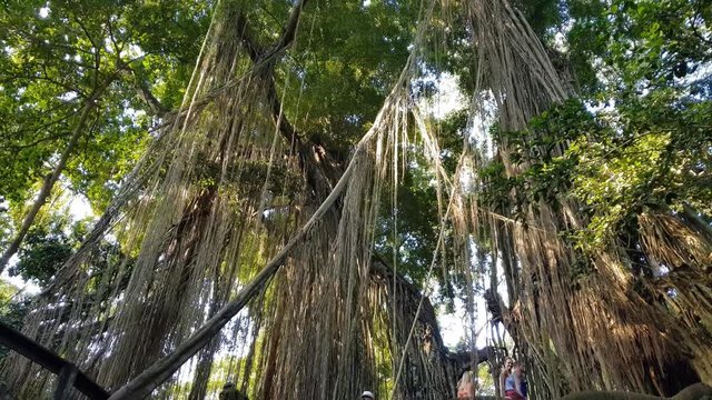 Landscape in the Monkey Forest in Bali, Indonesia