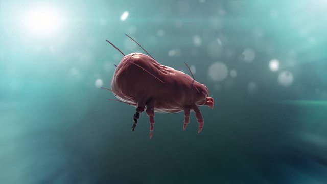 a house dust mite 3d render