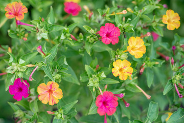 Pink and yellow mirabilis flowers. Night beauty.