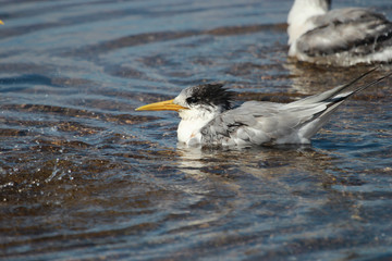 Greater Crested Tern in Australia