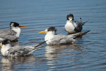 Greater Crested Tern in Australia