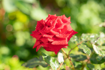 Red rose flower with drops of morning dew