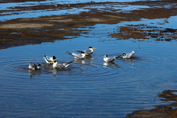 Greater Crested Tern in Australia