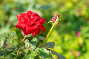 Obraz premium Red rose flower with drops of morning dew