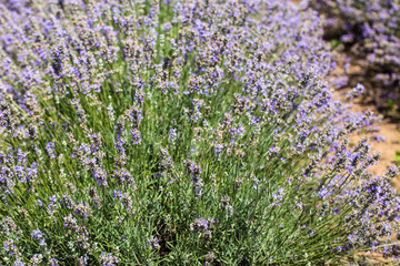 Naklejka premium Flowering lavender. Field of blue flowers. Lavandula - flowering plants in the mint family, Lamiaceae. 