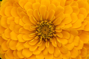 yellow flower isolated on white background