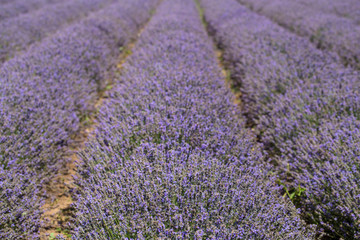 Fototapeta na wymiar Flowering lavender. Field of blue flowers. Lavandula - flowering plants in the mint family, Lamiaceae. 