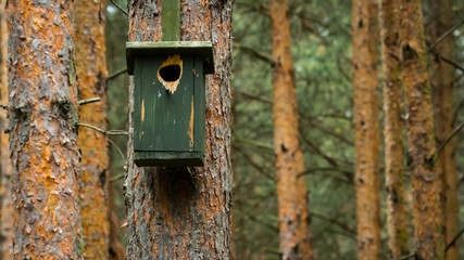birdhouse on tree
