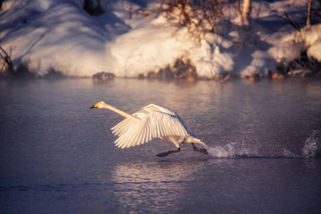 A swan is running through the water. Runs for flight. "Lebedinyj" Swan Nature Reserve, "Svetloye" lake, Urozhaynoye Village, Sovetsky District, Altai region, Russia © Nikolay Denisov