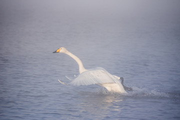 Fototapeta premium A swan is running through the water. Runs for flight. 