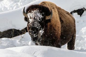 2,500 Pounds of Potroast