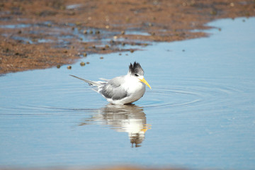 Greater Crested Tern in Australia