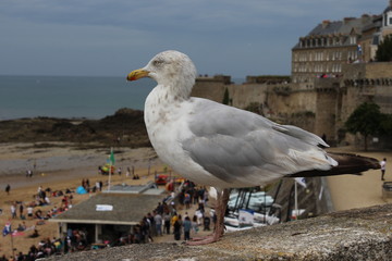 seagull on the beach