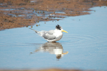 Greater Crested Tern in Australia