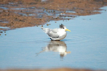 Greater Crested Tern in Australia