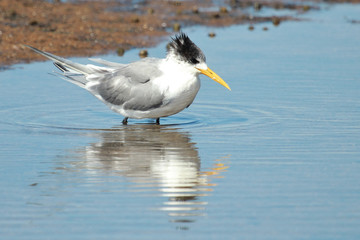 Greater Crested Tern in Australia