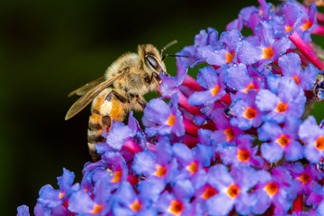 bee on flower
