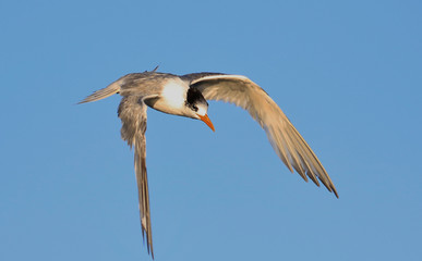 Obraz premium Greater Crested Tern in Australia