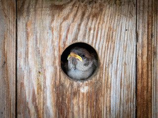 Sparrows