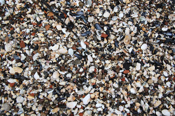 lot of colorful shells on the beach