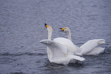 A group of swans swims on a lake on a frosty winter day. 