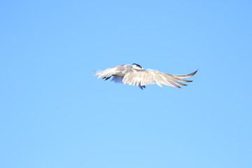 Greater Crested Tern in Australia