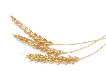 Golden wheat stem isolated on a white background.