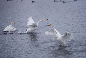 A group of swans swims on a lake on a frosty winter day. 