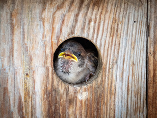 Sparrows