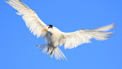 Greater Crested Tern in Australia