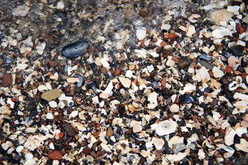 lot of colorful shells on the beach