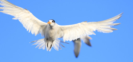 Obraz premium Greater Crested Tern in Australia