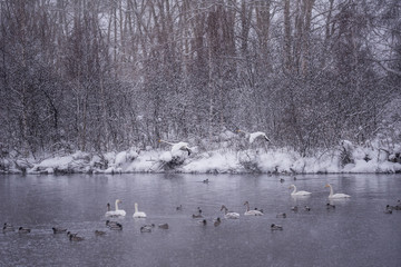 A group of swans swims on a lake on a frosty winter day. 