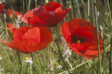 Papaver rhoeas spring fields full of red poppies in Andalusia