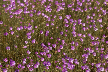Fototapeta premium Xeranthemum annuum is a flowering plant species also known as annual everlasting or immortelle.