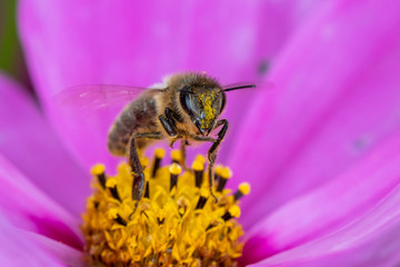 bee on flower
