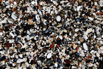 lot of colorful shells on the beach