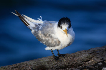 Greater Crested Tern in Australia